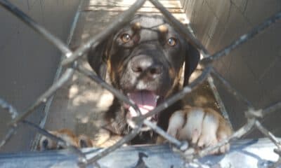 shelter dog