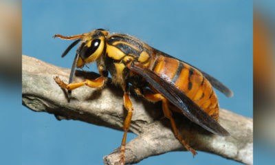 Alt- text: A closeup of a Southern yellowjacket queen.