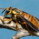 Alt- text: A closeup of a Southern yellowjacket queen.