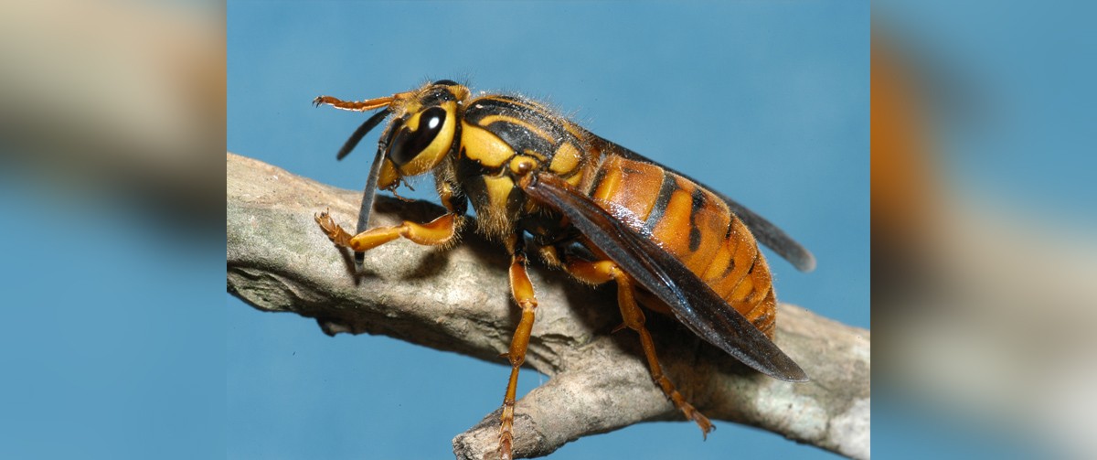 Alt- text: A closeup of a Southern yellowjacket queen.