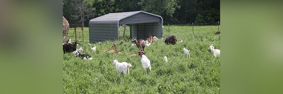 delta farmers