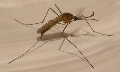 west nile virus