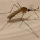 west nile virus