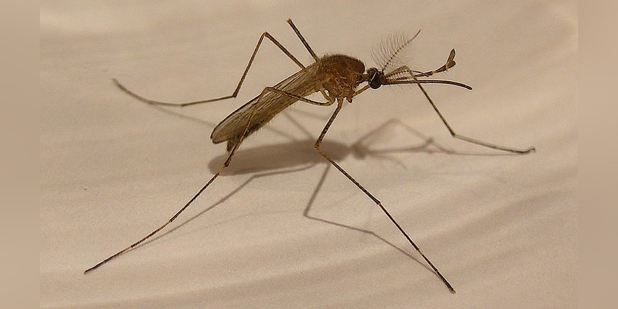 west nile virus