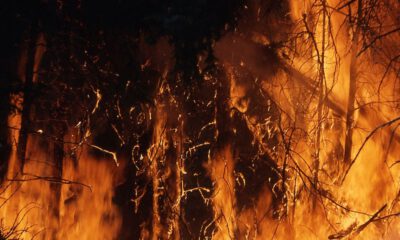 wildfire prevention