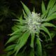 marijuana