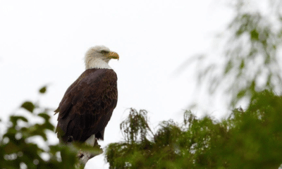 annual mid-winter bald eagle survey