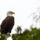 annual mid-winter bald eagle survey