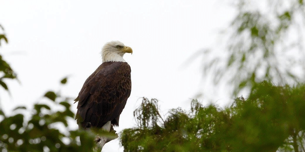annual mid-winter bald eagle survey