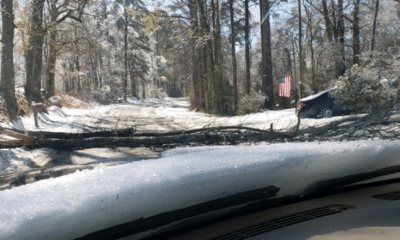 traffic alert tree oak ridge