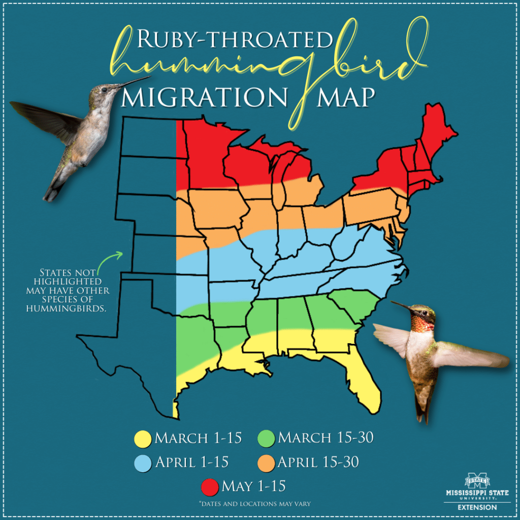 ruby-throated humming bird migration map