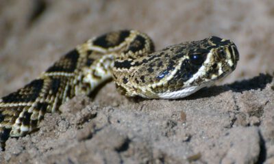 copperhead snake
