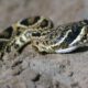 copperhead snake