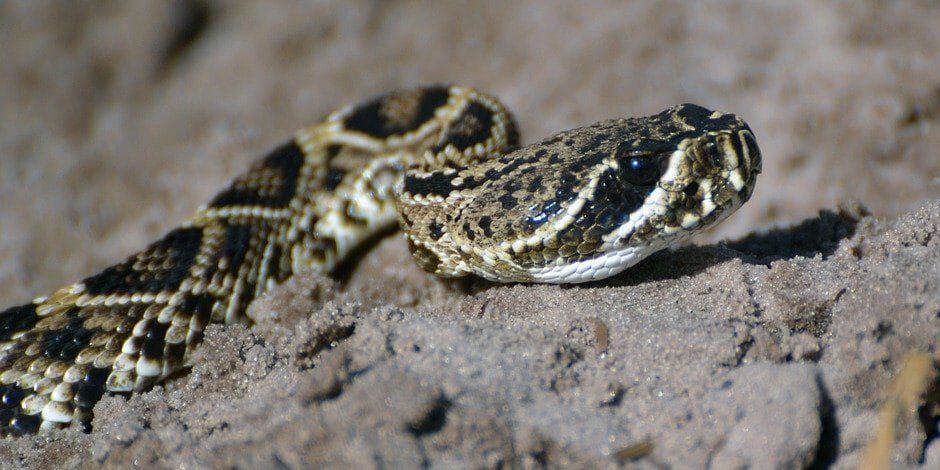 copperhead snake