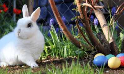 easter bunny