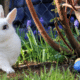 easter bunny