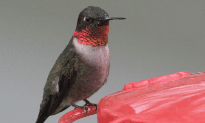 ruby-throated hummingbird