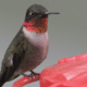 ruby-throated hummingbird