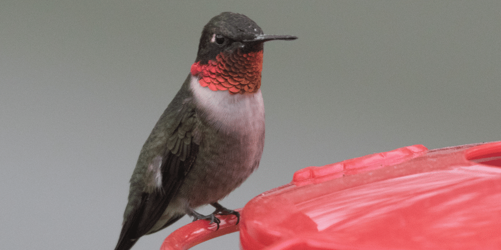 ruby-throated hummingbird