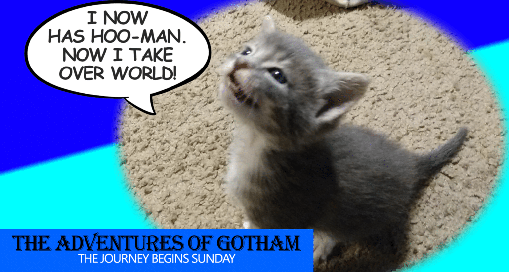 gotham kittie