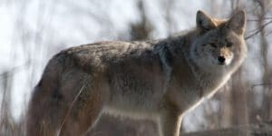 Coyote