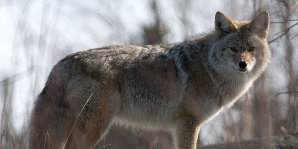 Coyote