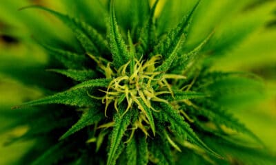 marijuana