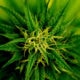 marijuana
