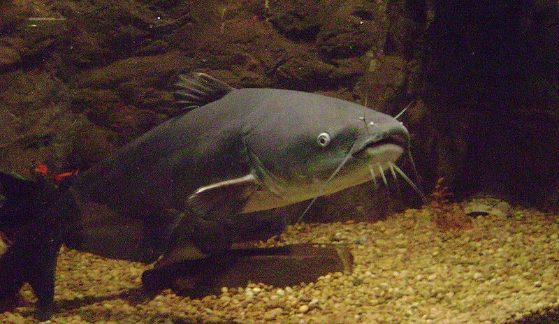world catfish festival