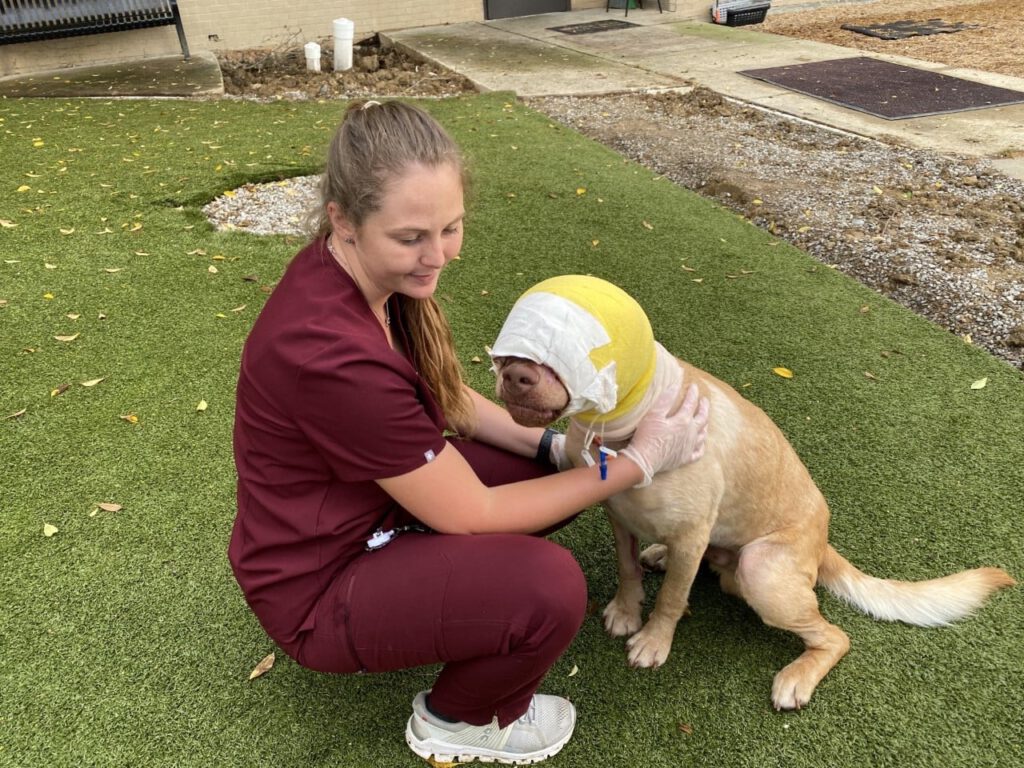 buddy the dog