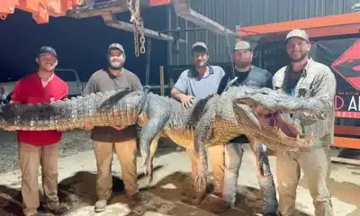 alligator