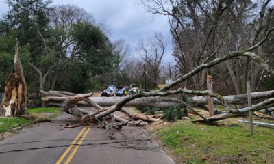 tree down mlk