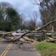 tree down mlk