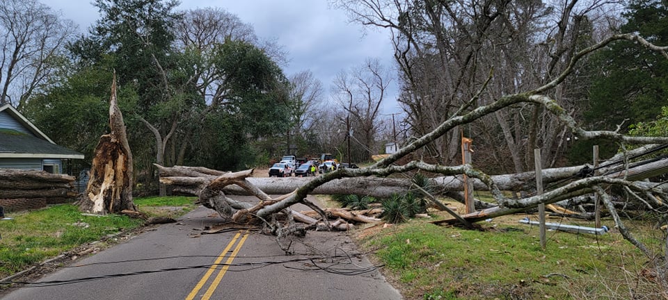tree down mlk