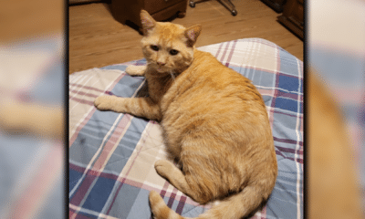 Fat Yellow Man the cat