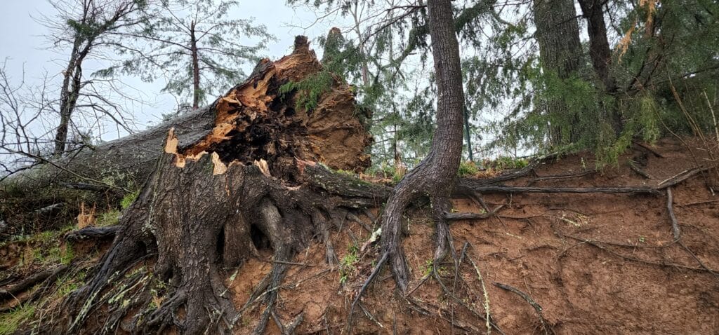 A downed tree near Bovina Cutoff. Photo by David Day