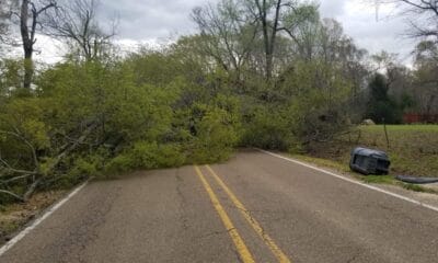Fallen trees