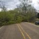 Fallen trees