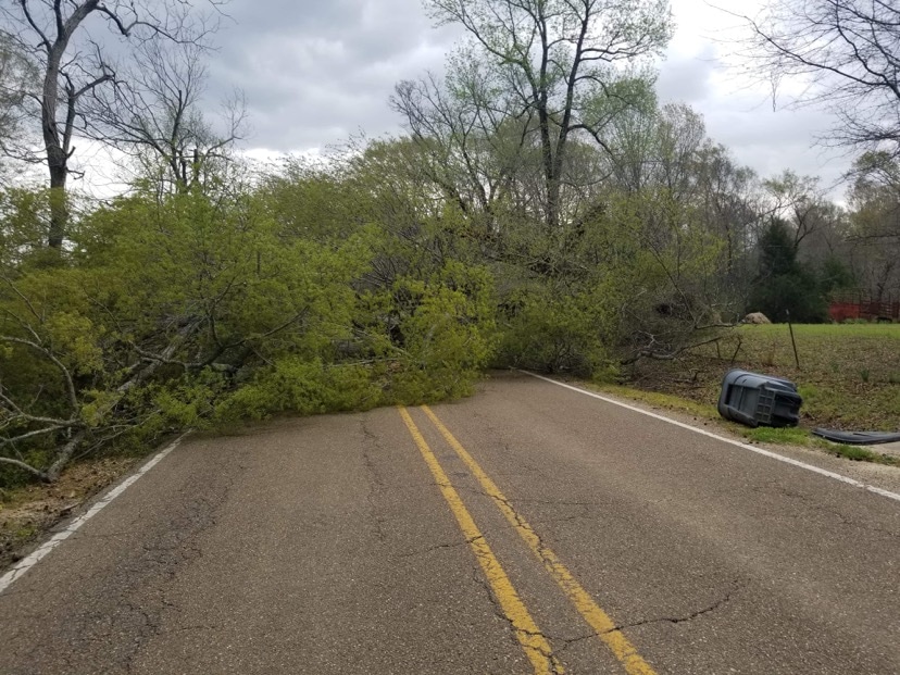 Fallen trees