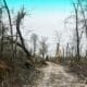 Tornado damage near Bovina Cutoff. Photo by Allen Pugh