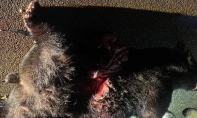 Bear hit in Claiborne County: Photo by Chief Russell Dorsey