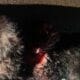 Bear hit in Claiborne County: Photo by Chief Russell Dorsey