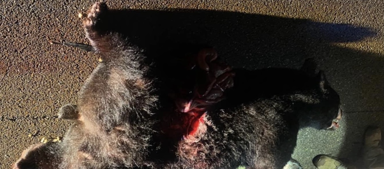 Bear hit in Claiborne County: Photo by Chief Russell Dorsey