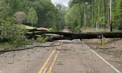 Tree down