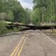 Tree down