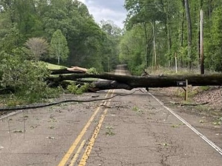 Tree down