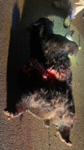 Bear hit in Claiborne County: Photo by Chief Russell Dorsey