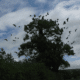bird silhouttes