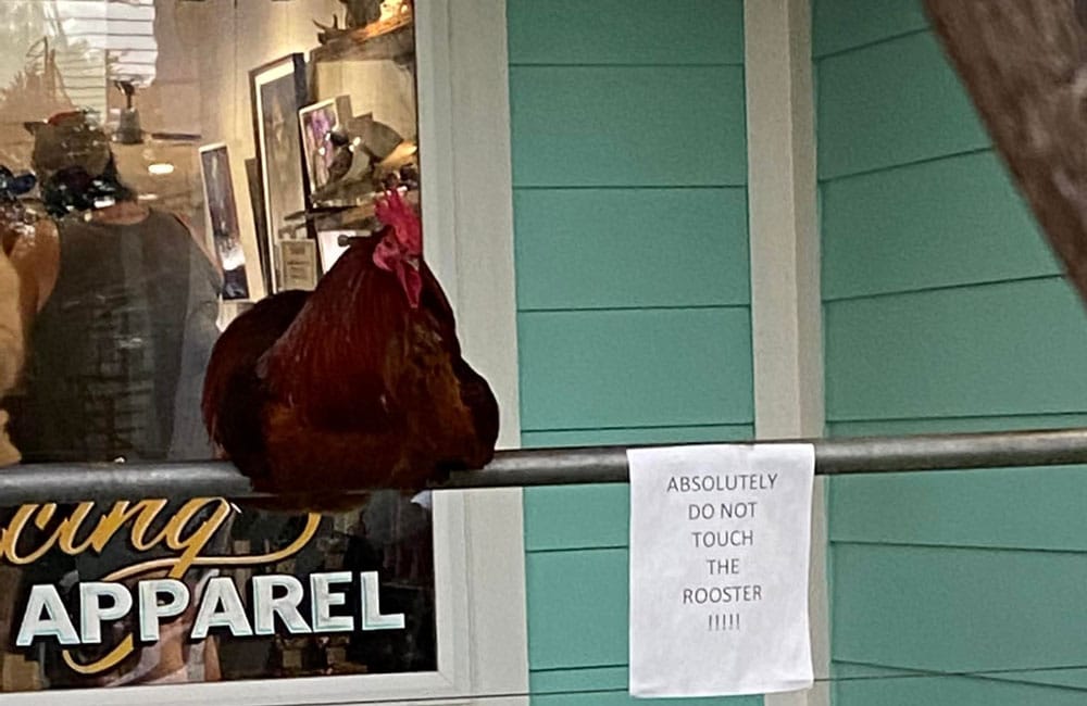 carl the rooster