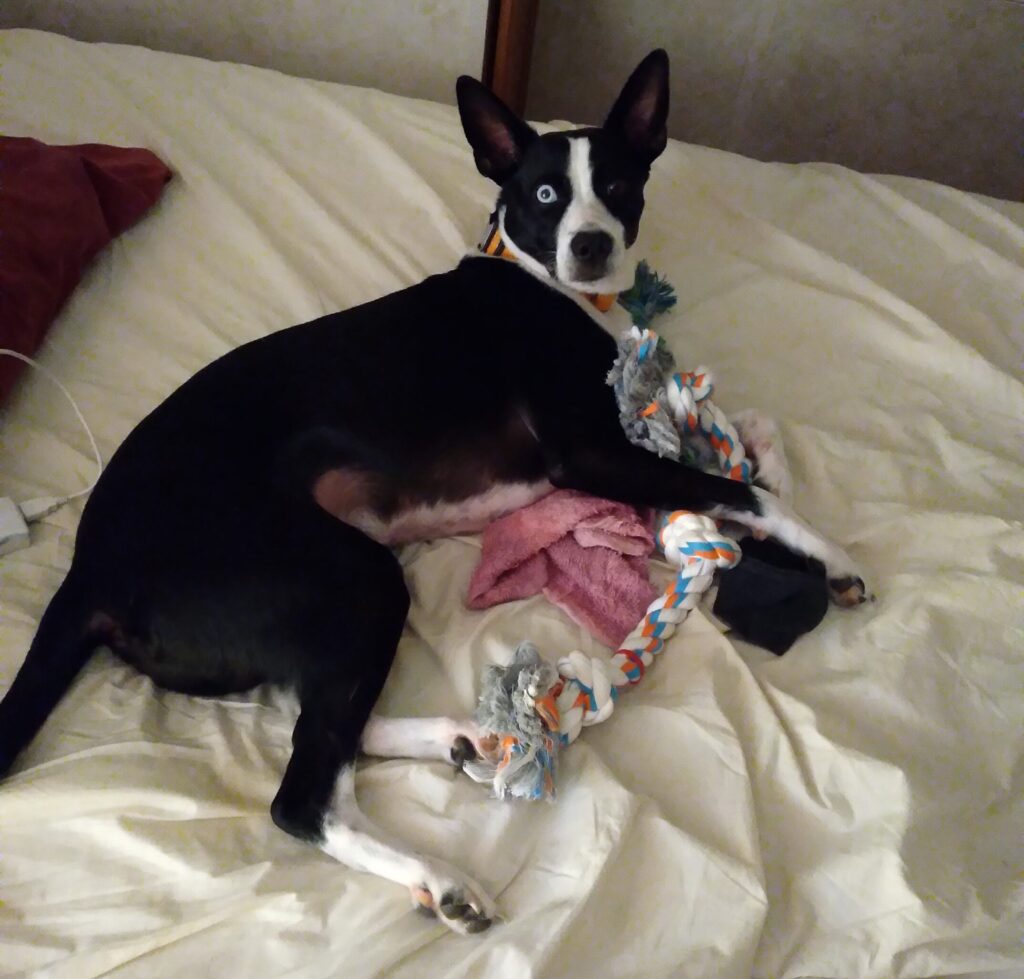 Andy the dog